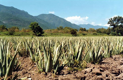 de velden met de ecolife aloe vera planten. Biologisch, groeiend op vruchtbare grond.