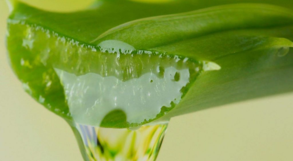 gel aloe vera