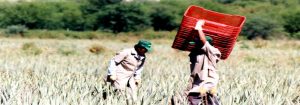 aloe-vera-veld-hand-pluik