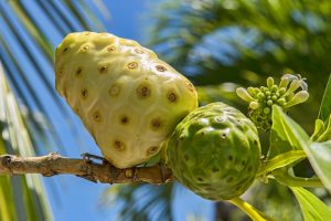 noni sap