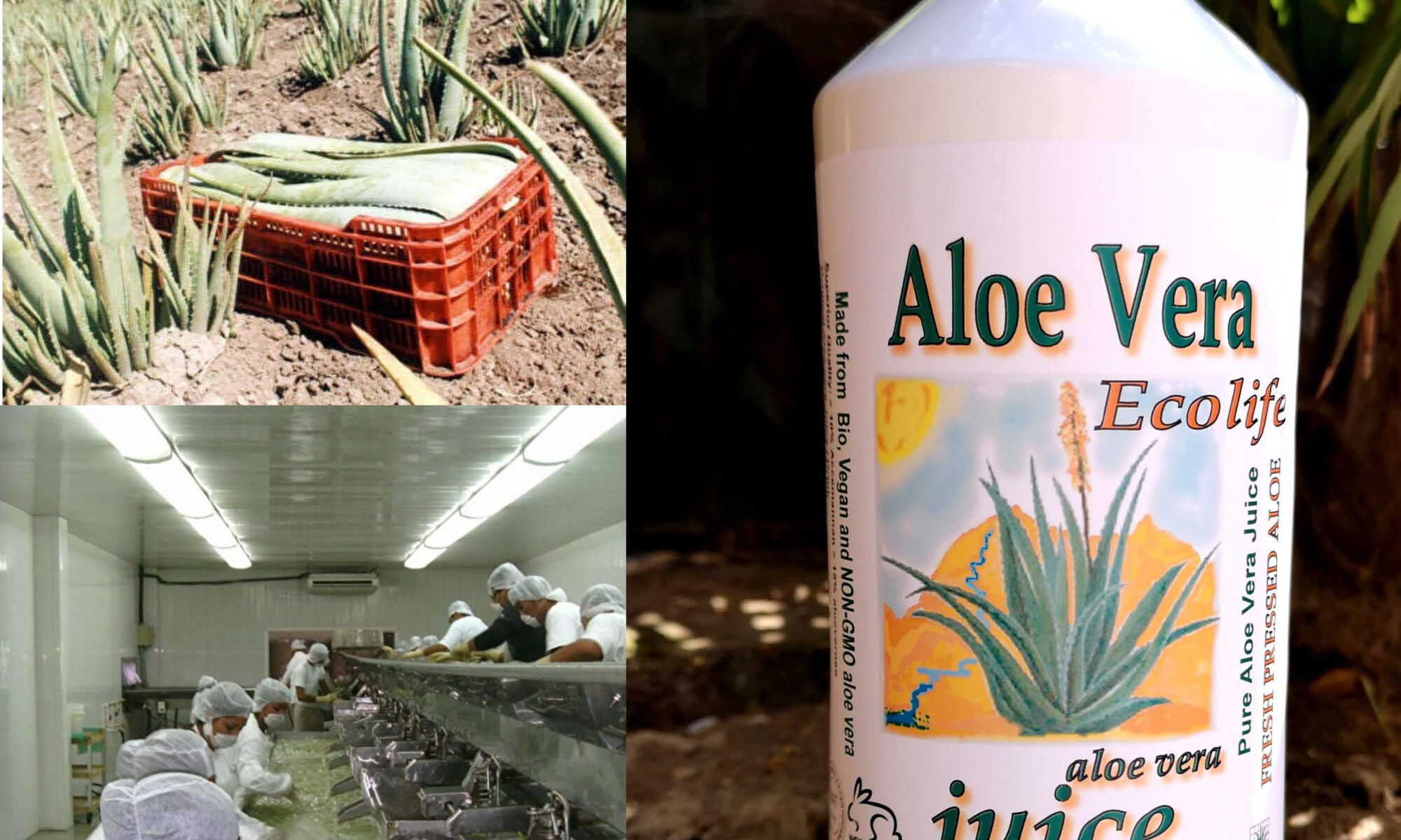 aloë juice ecolife aloevera