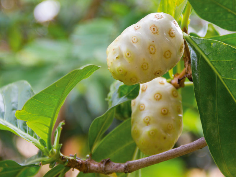 NONI FRUIT - vers fruit voor puur noni sap